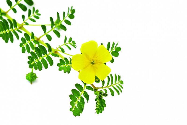 tribulus u Insuvit kapsulama